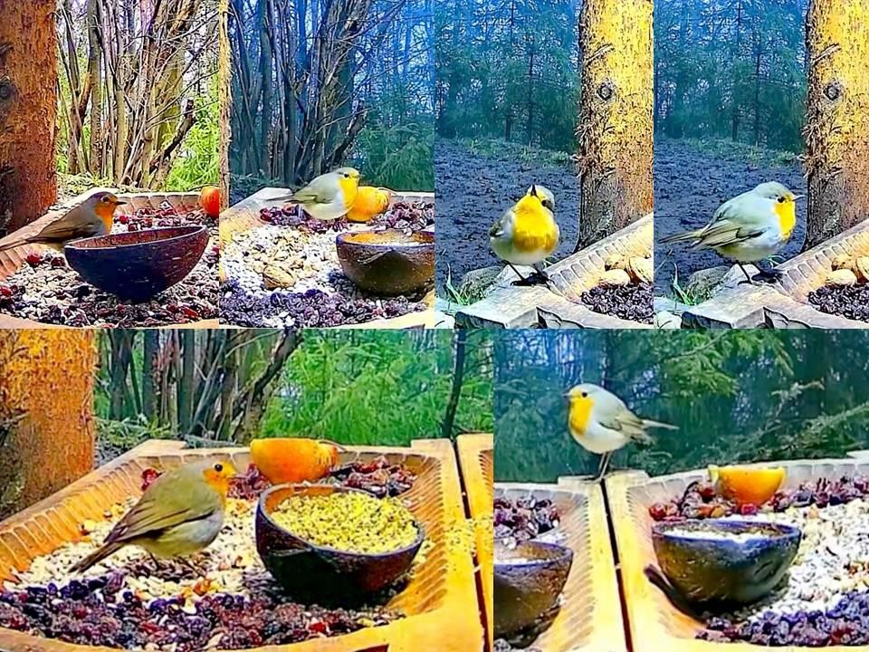 livebirdspoland_10ef87a78976fbe856b8842c48378cbb.jpg