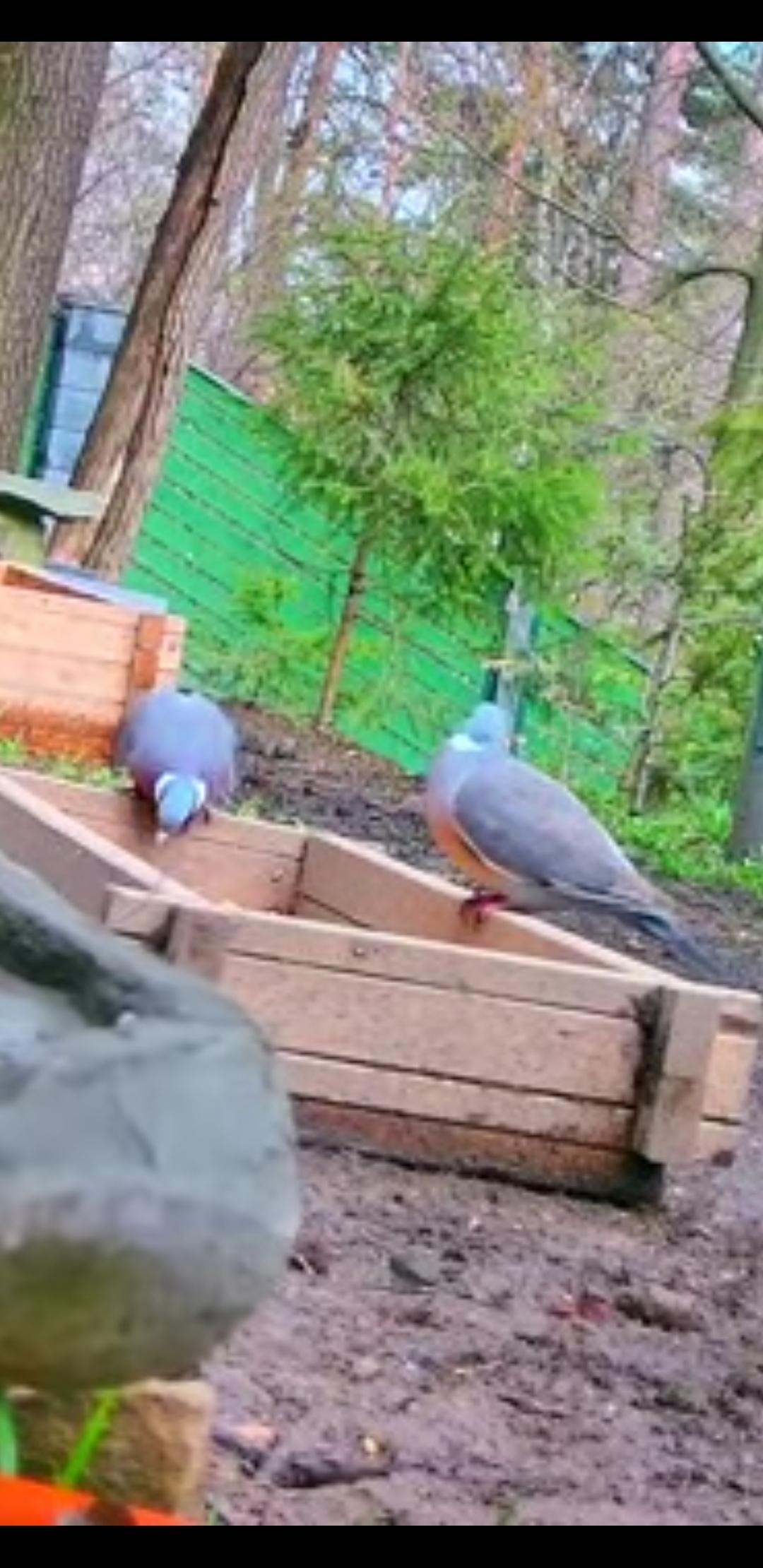 livebirdspoland_35df5fe5aa8f23b9721eaf85286ae577.jpg