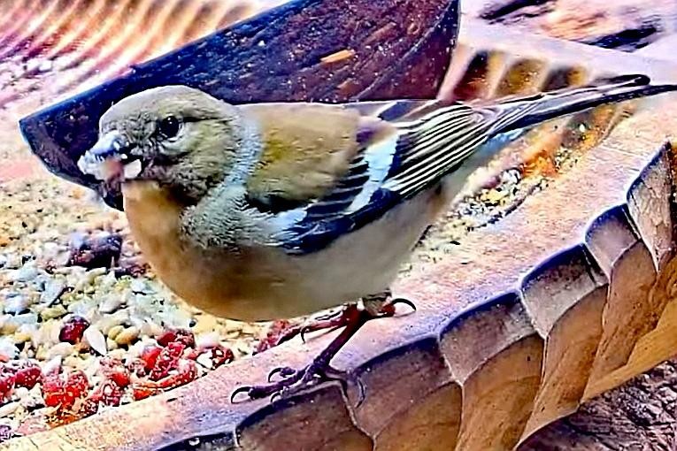 livebirdspoland_b74eedf2f23cdbcc368b4d42516956f2.jpg