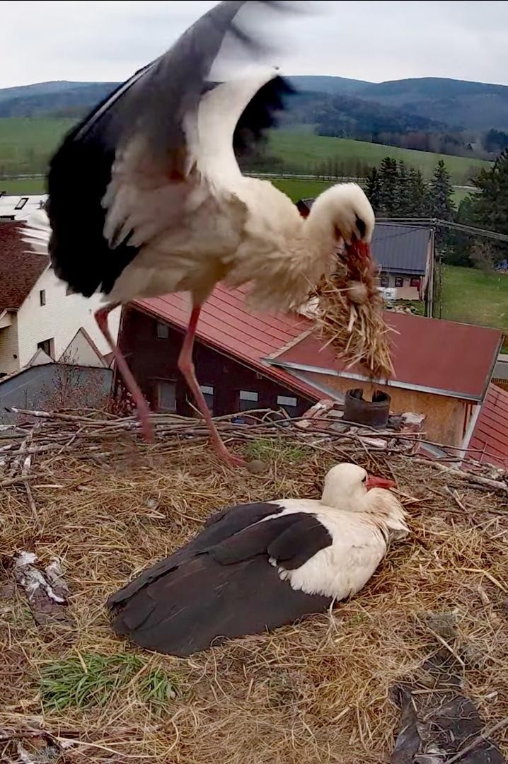 livebirdspoland_ee3fcad080b8b22cf37f95f5897c92fb.jpg