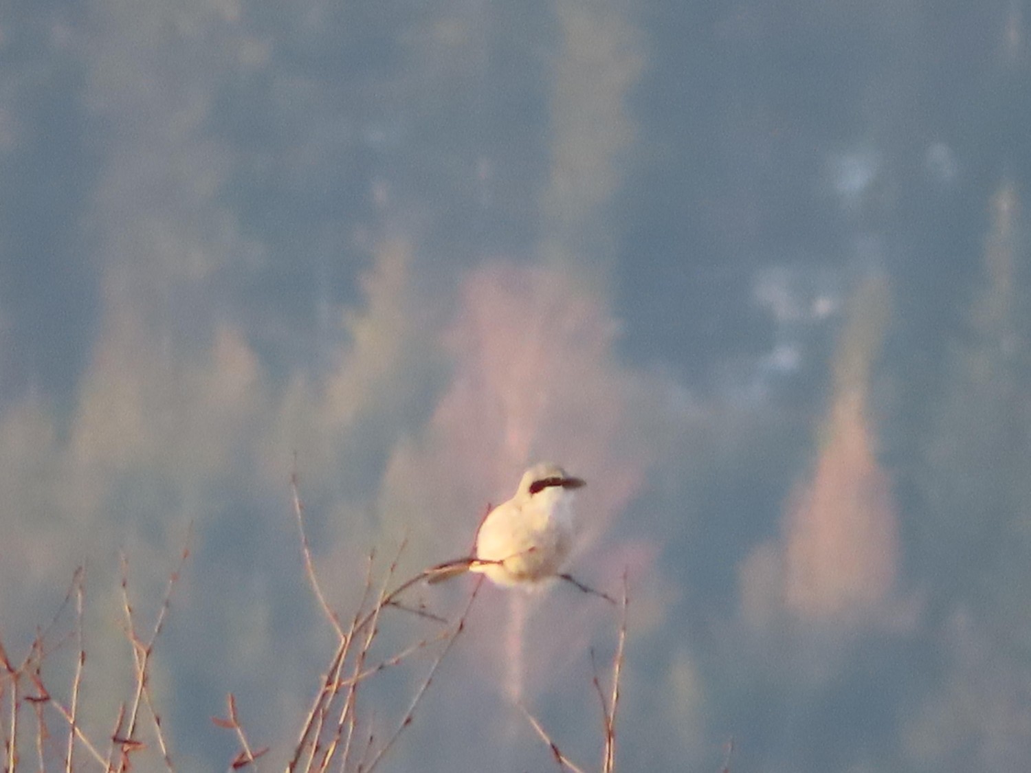 livebirdspoland_64881b21fd7e2cbc6cd8da2ae4f9e291.jpg