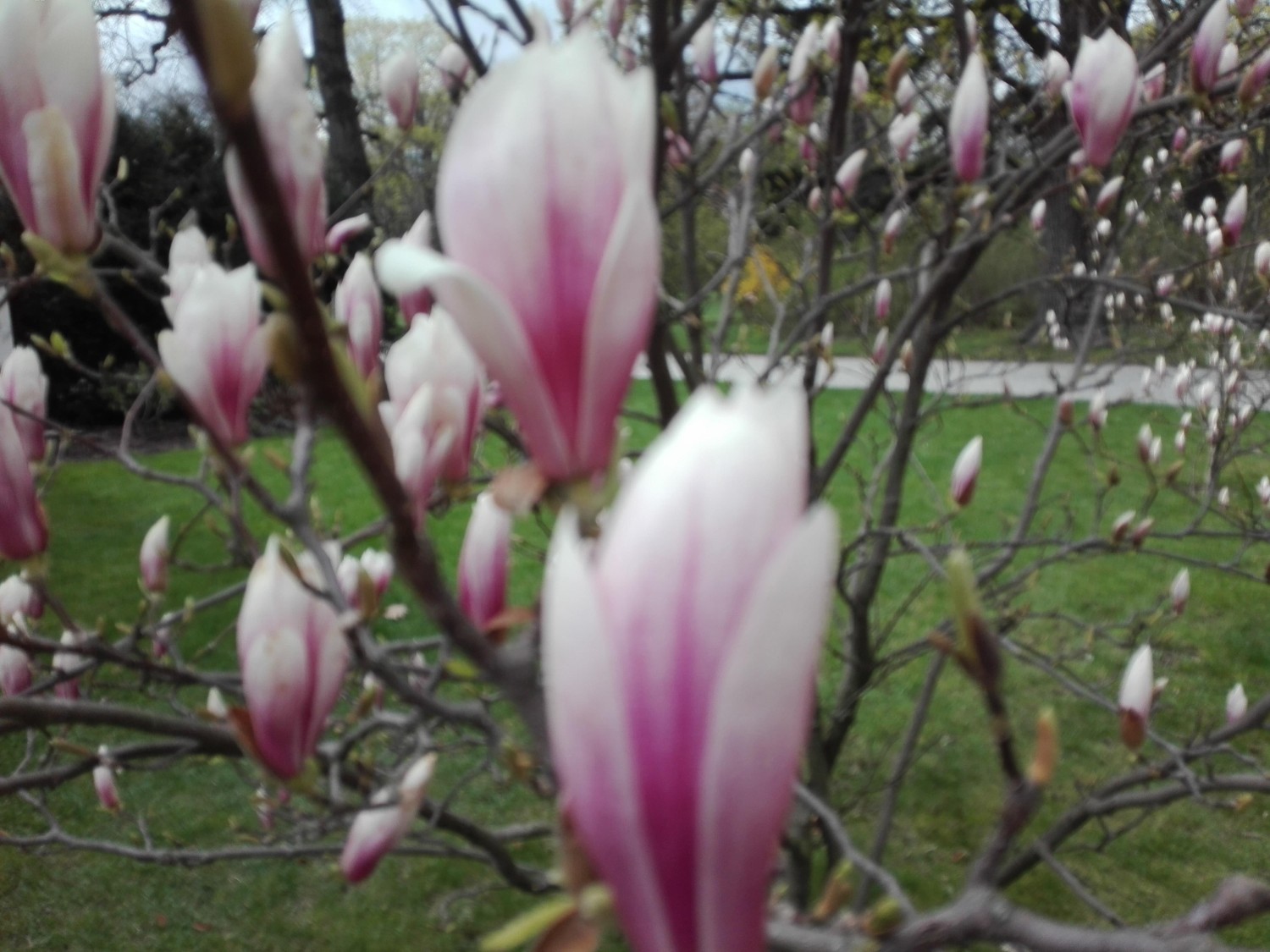 livebirdspoland_430c97927217a985c8fa6d202ea2e885.jpg
