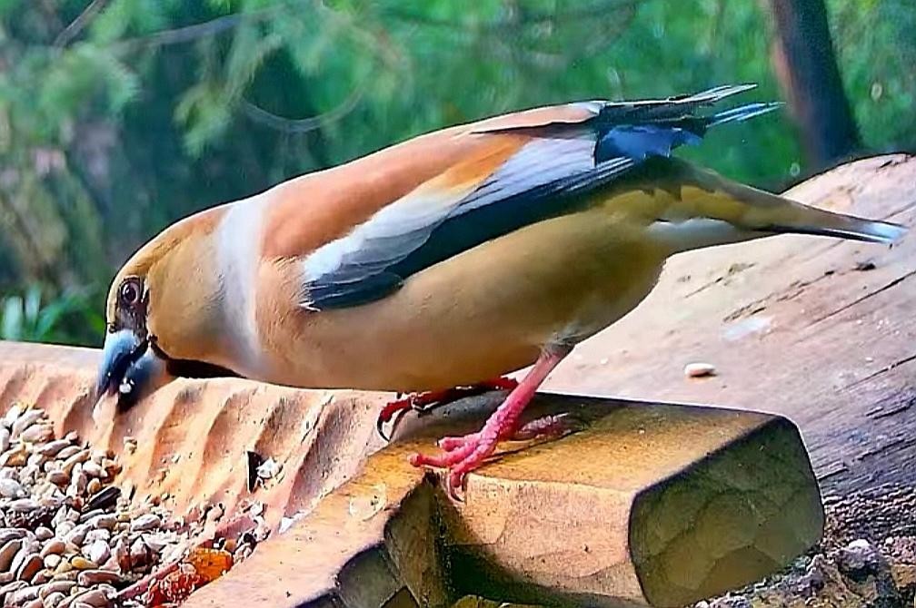 livebirdspoland_e15e0d75e6b06cb352d0ab308e0c67c2.jpg