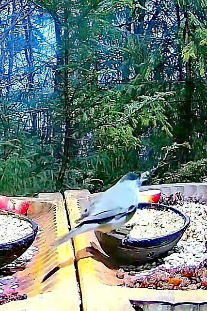 livebirdspoland_f8ba6bb3f5a30fe61f2558a688e58828.jpg