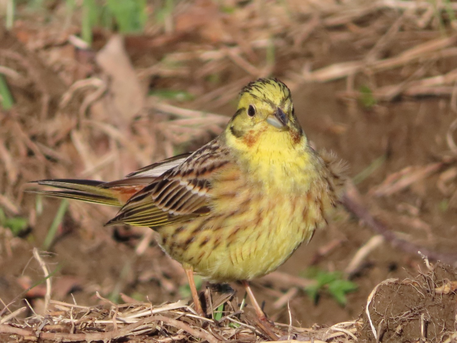 livebirdspoland_2f081023f0208cb040a5c2fb1c85fcd1.jpg