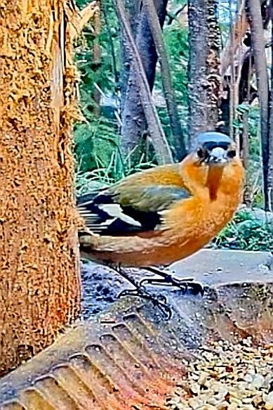 livebirdspoland_99f9a17dff3efa8947e62e613fe48d08.jpg