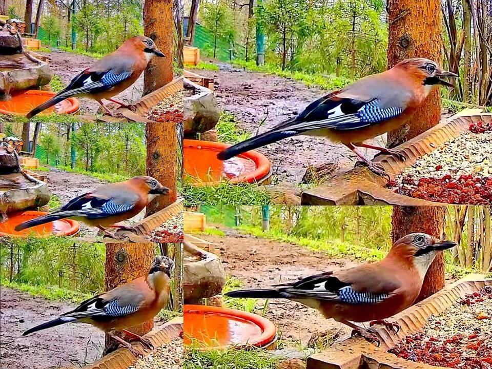 livebirdspoland_ac6641674aad5a2dee93076202a10bee.jpg