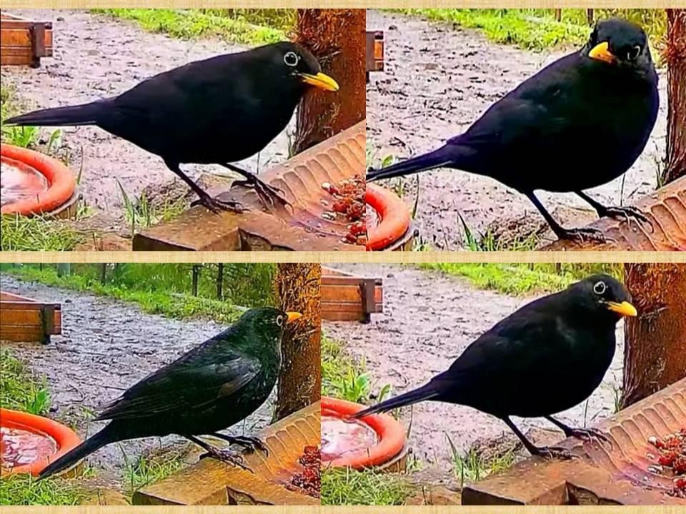 livebirdspoland_8c875150a95bba25b31a8c78ad04882b.jpg