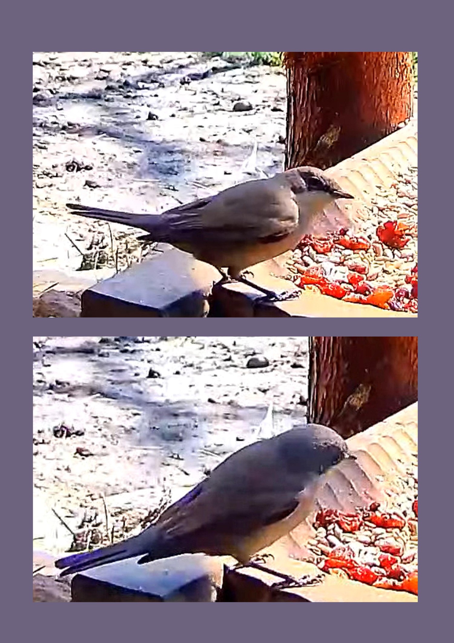 livebirdspoland_ed526ca9b4391b548ddfb23bca180d1e.jpg