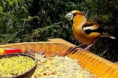 livebirdspoland_0f44ff0ba6bd32d060e2643900420ca1.jpg