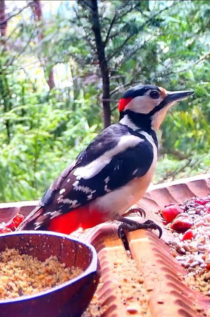 livebirdspoland_f0f1c4046fd706f4fbad3f6d2b1b7528.jpg