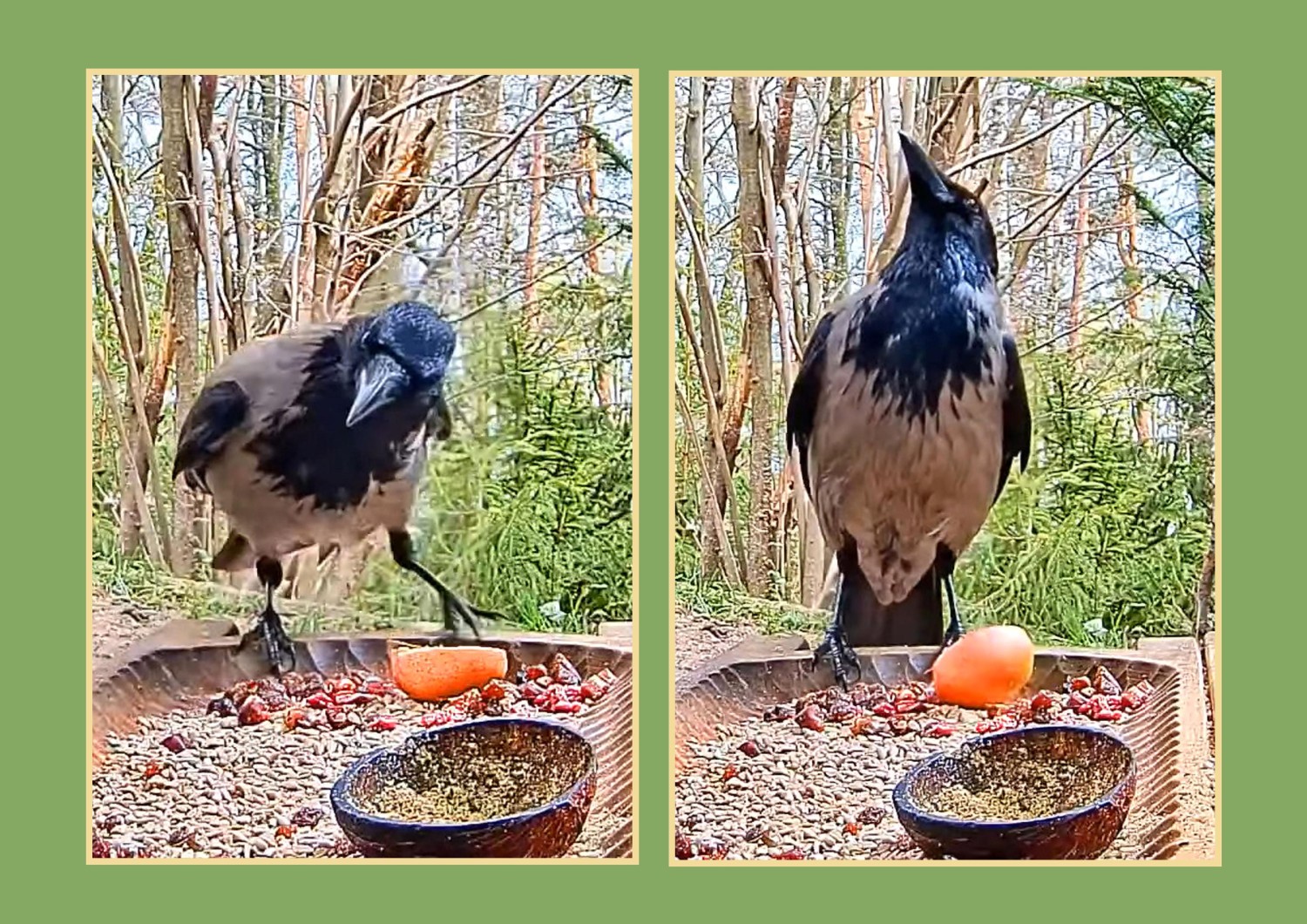 livebirdspoland_5e7e69ba39847230eea4c45e4408925d.jpg