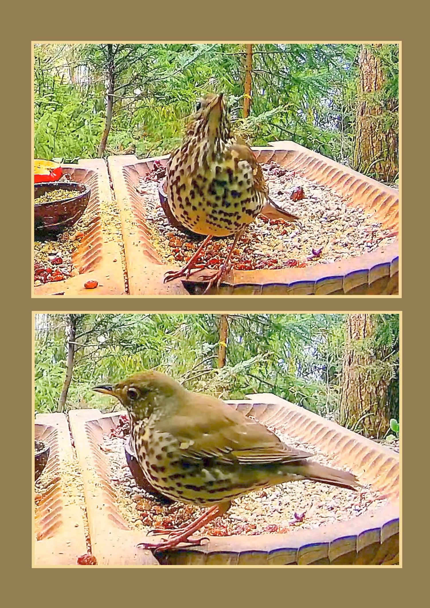 livebirdspoland_dbc8ac64eac6aa14d9e51bf08a9728d8.jpg