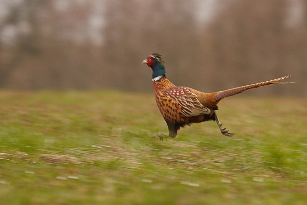 livebirdspoland_93153d752aae0b17d990bf4682049bde.png