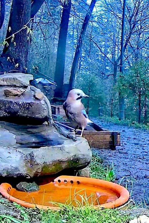 livebirdspoland_b7a0a8eb953d272c1c53b9f93e135101.jpg