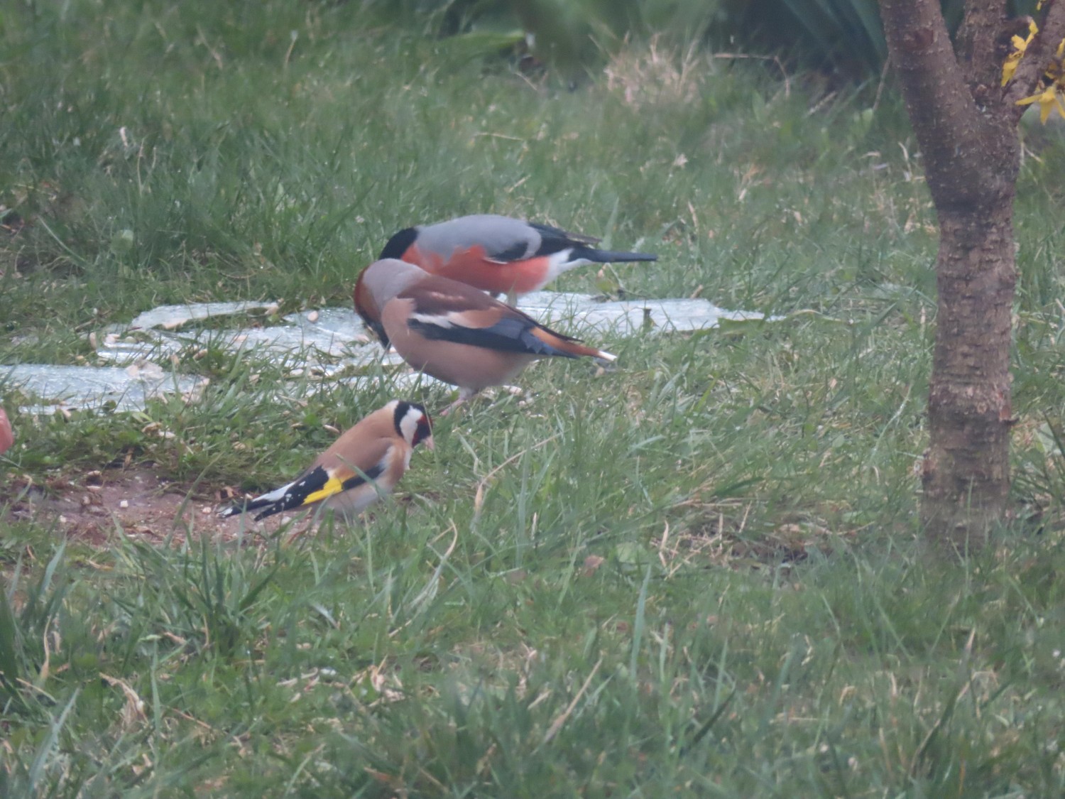 livebirdspoland_9845552c0d1566be39f00894008a41a5.jpg