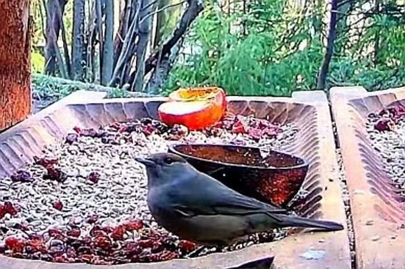 livebirdspoland_8a87e59c0f19c4e53cccdf4eb8fea48f.jpg