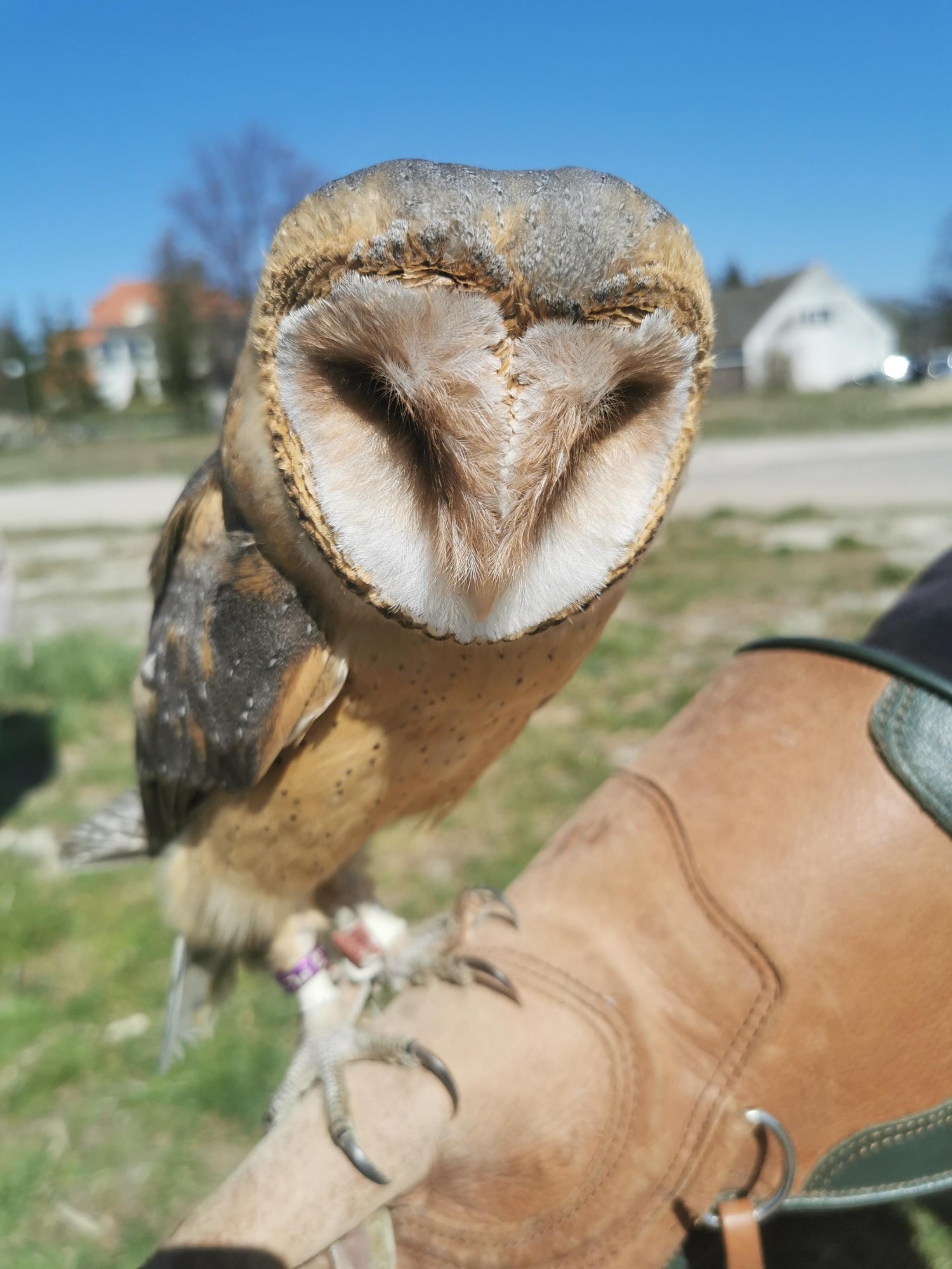 livebirdspoland_635ec7bd00ccc973ef7f19e34be1958a.jpg