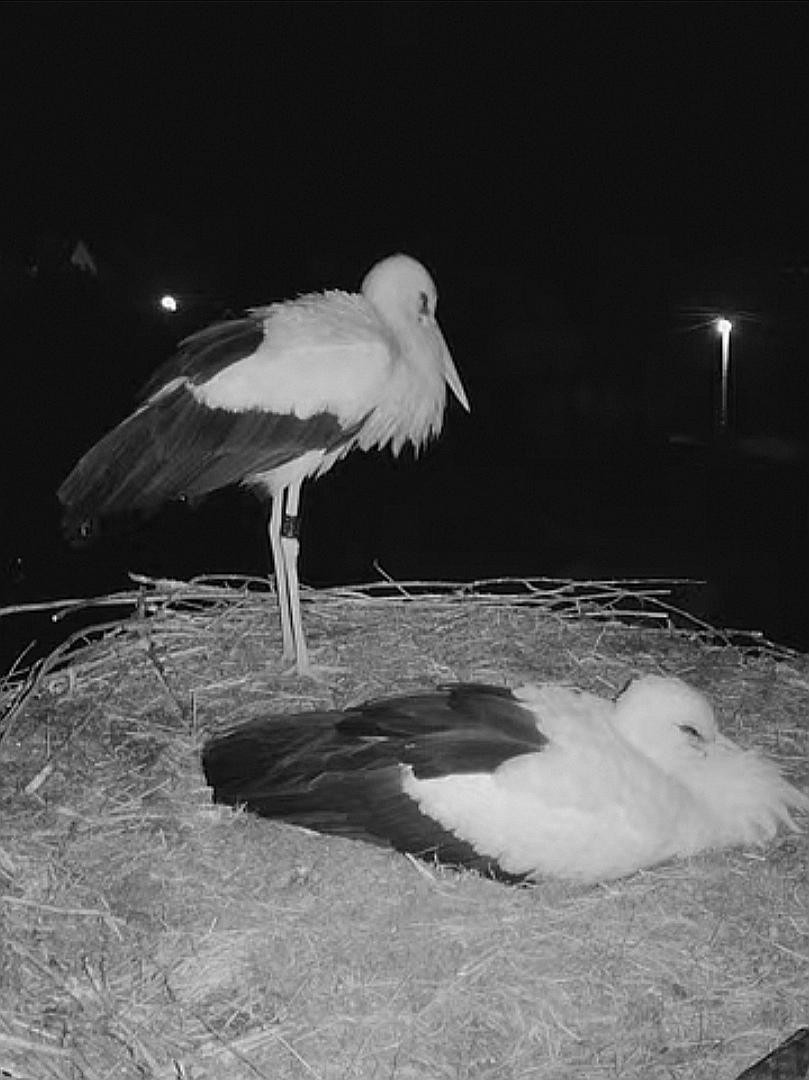 livebirdspoland_279fd8a3acdd2a5c781338e1f81838a3.jpg