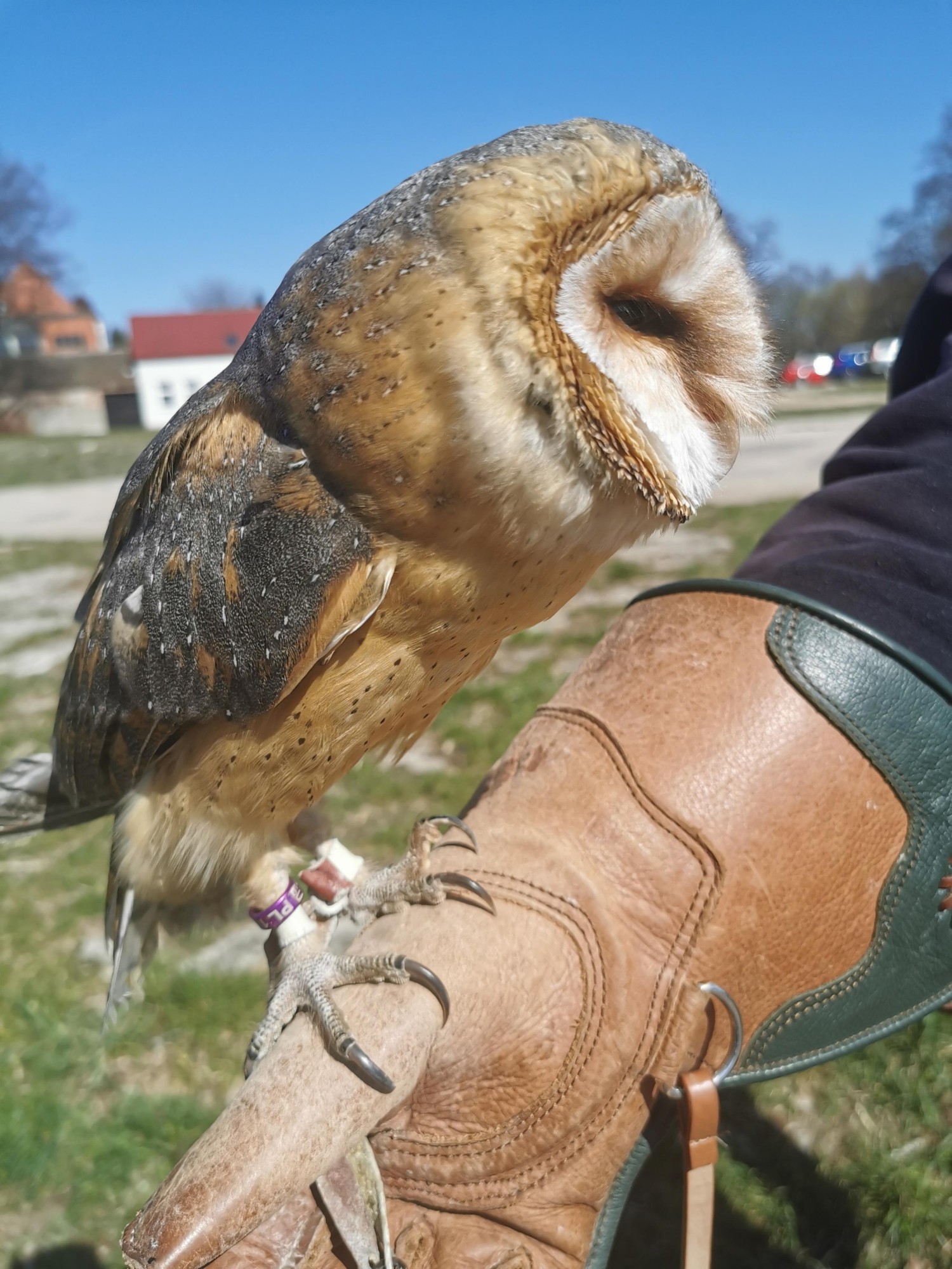 livebirdspoland_bd34d7eccc1dc8e55200a44bbede2f74.jpg