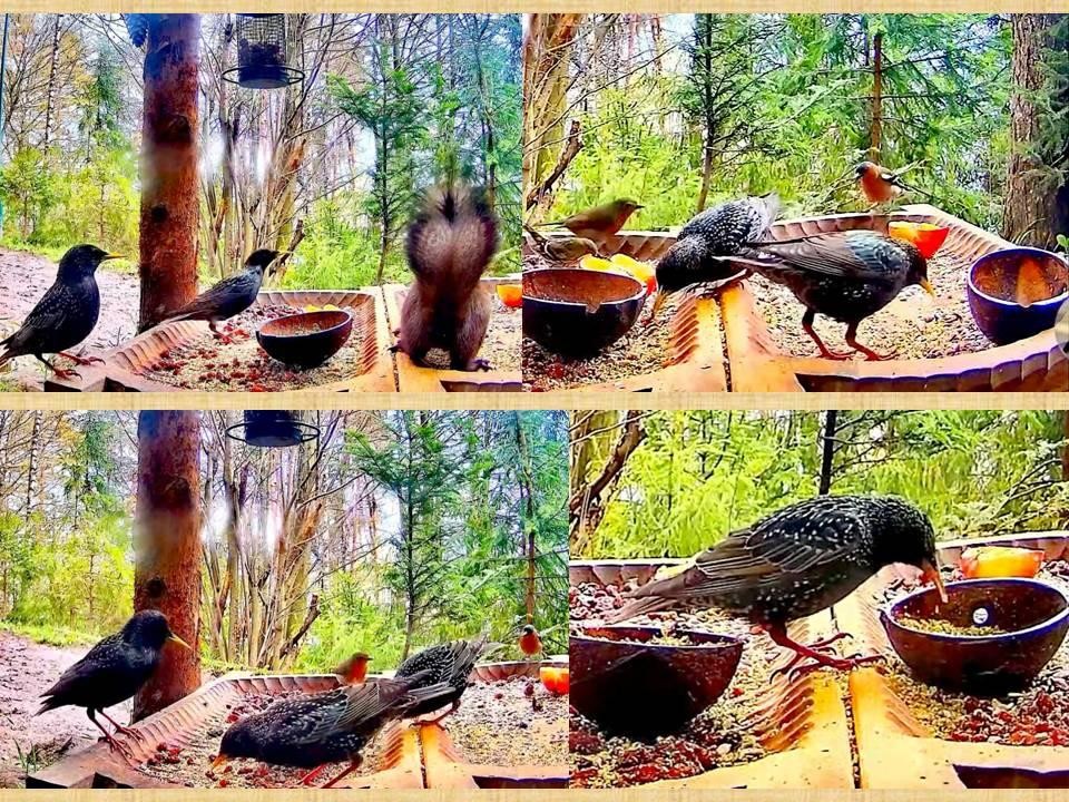 livebirdspoland_9b8c3b1ac0dbb8c4054af7aa439d4a97.jpg