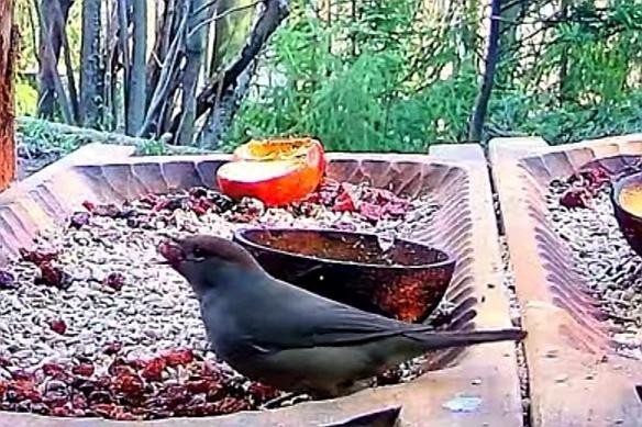 livebirdspoland_3bb97ba84bde596d18210aa229e3de2c.jpg