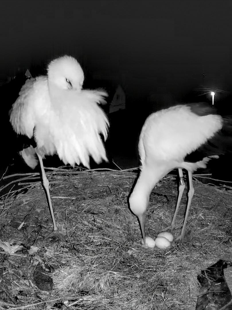 livebirdspoland_718de4c11c770236c796e29afc378e70.jpg
