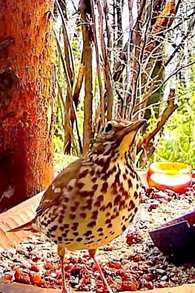 livebirdspoland_9332deb7f6680bbb167b1e82c92f2cbb.jpg