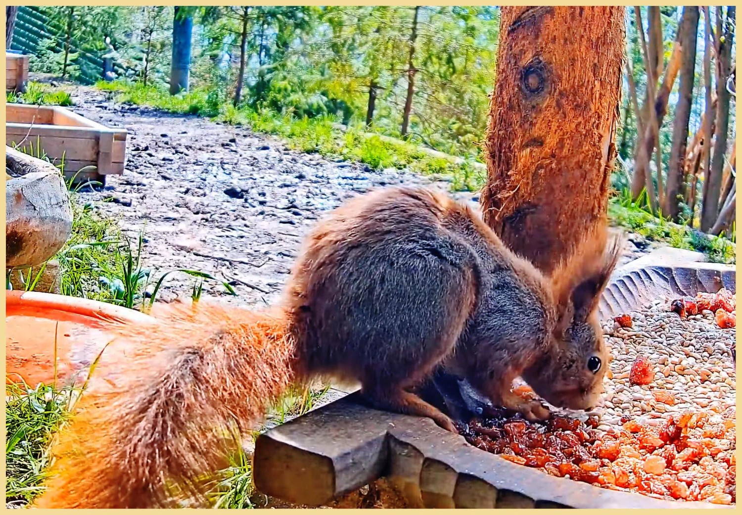 livebirdspoland_ca9a2e5aeed9fca72a0298c4718e98a6.jpg