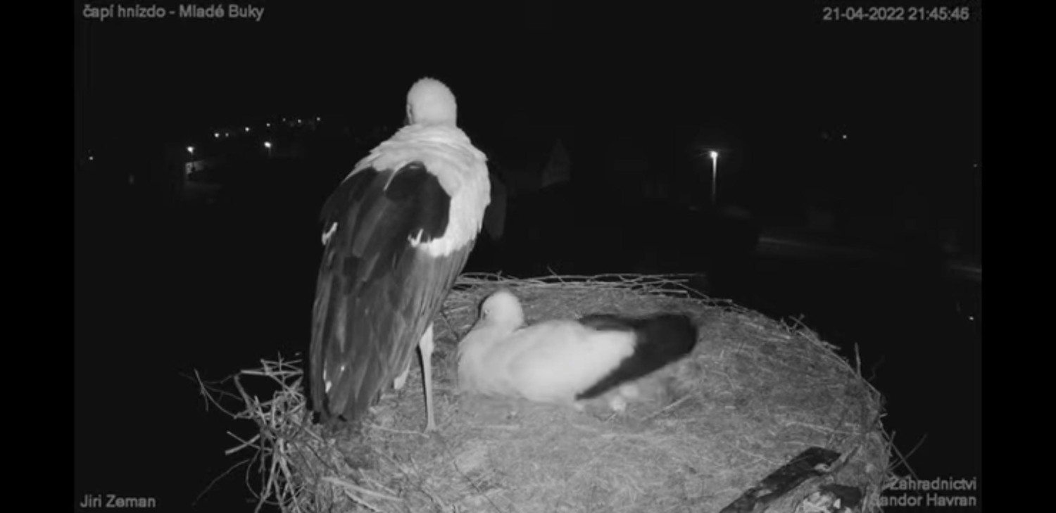 livebirdspoland_efb97e269e47a4c75d36aecd89d08db9.jpg