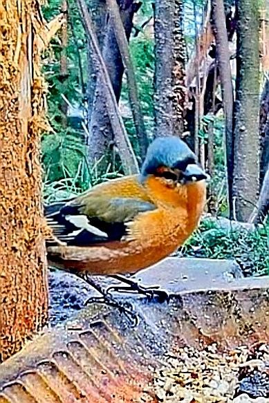 livebirdspoland_28d5d398c819a472c70ba13f24cc8e8e.jpg