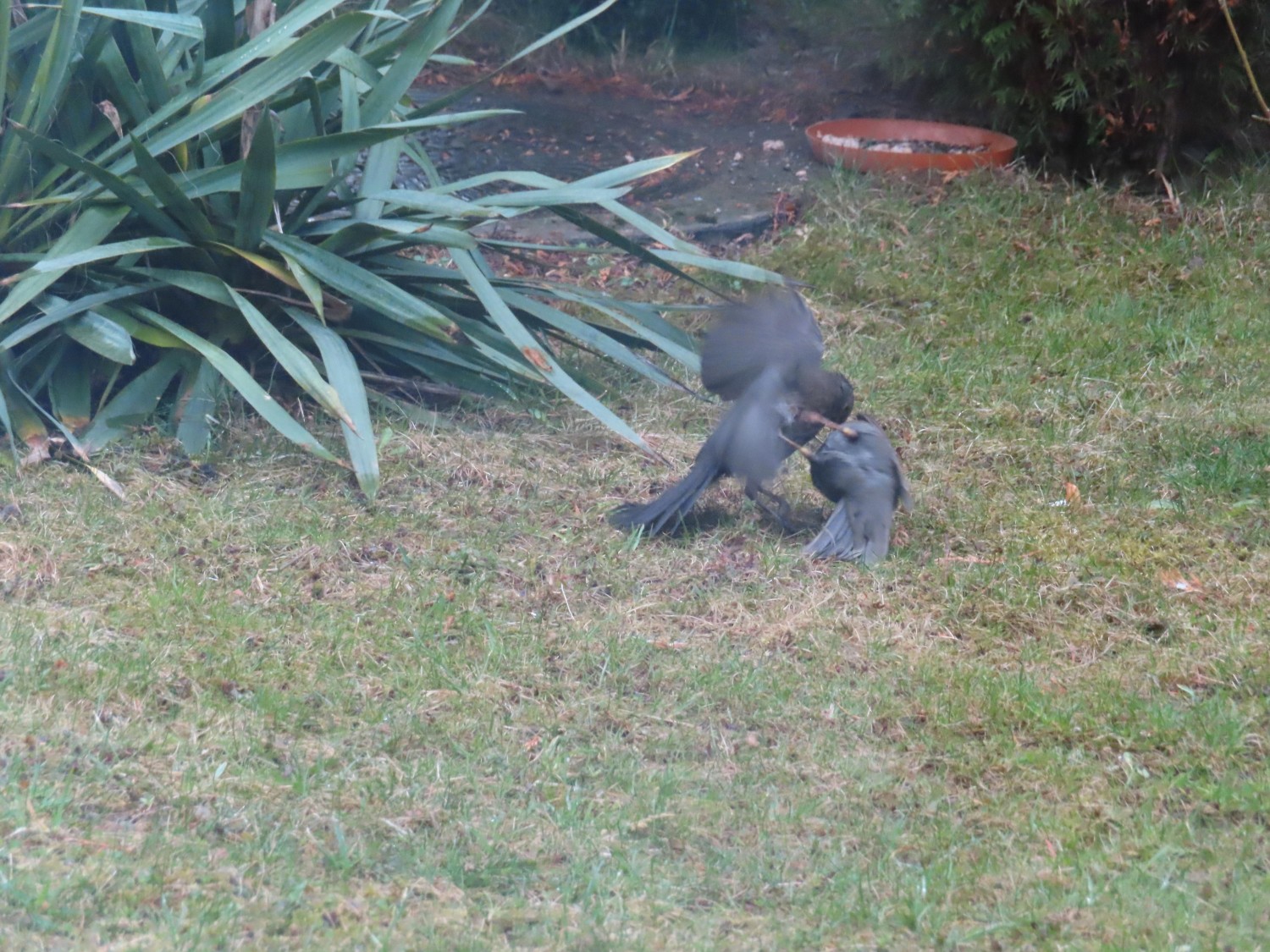 livebirdspoland_10f2bf2c60a1e80debb0ad233f7c3ecc.jpg