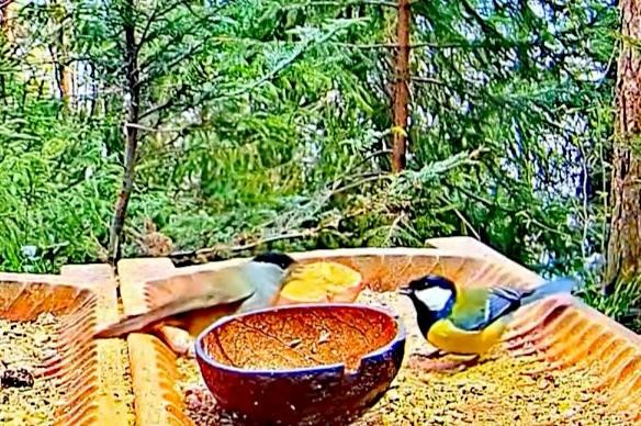 livebirdspoland_728c93c901e6e9e192aadc410a671be6.jpg