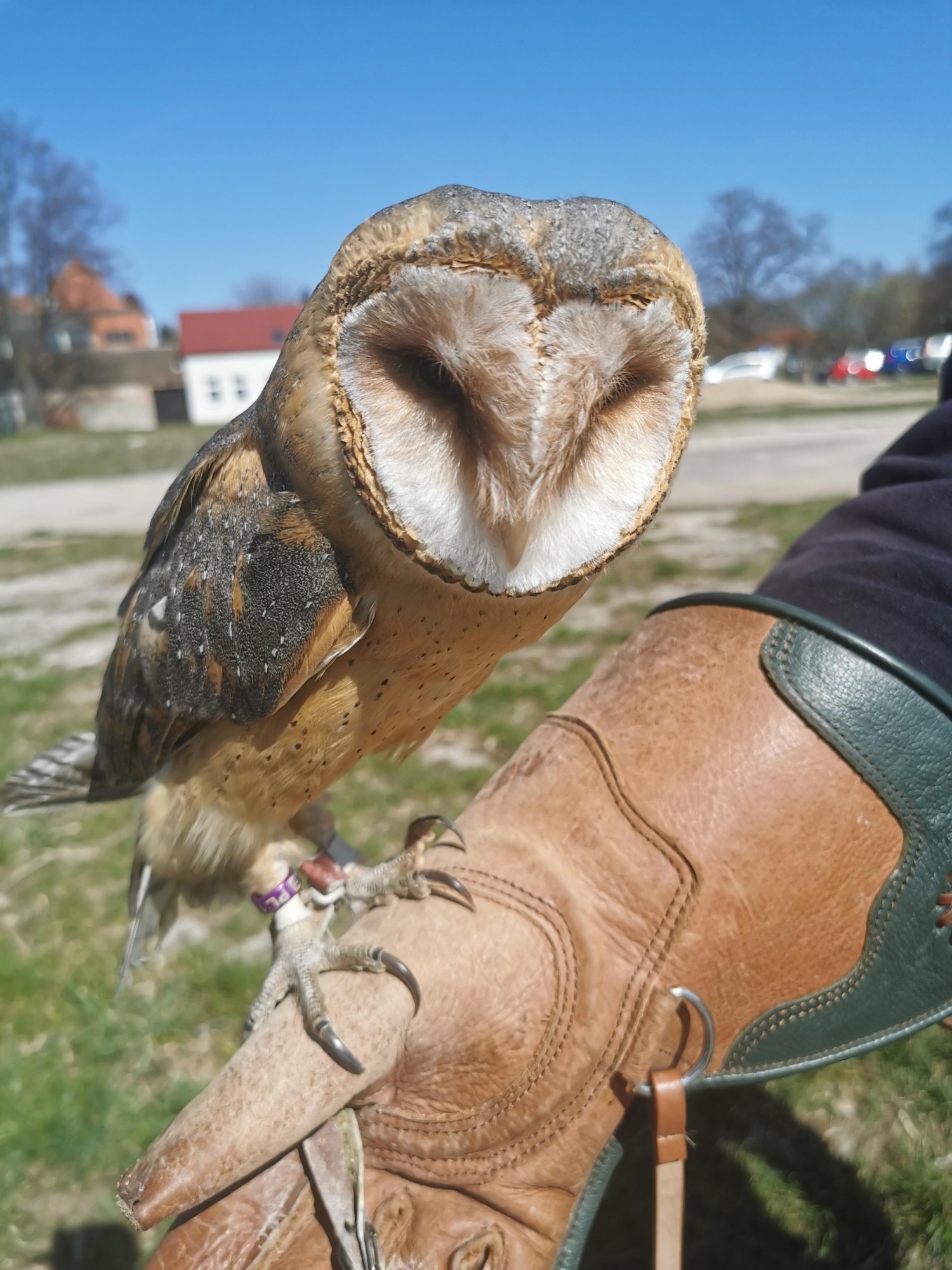 livebirdspoland_108228f9e201d91b7d7bbbbfb2ff7ef2.jpg