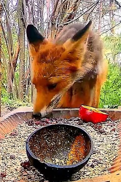 livebirdspoland_c364a4c0e2dfaa4b66d435fd5d727db8.jpg