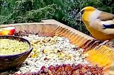 livebirdspoland_123ac125c3a536d9f30c1079483b3b8c.jpg