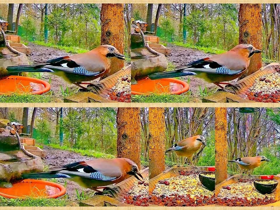 livebirdspoland_c7969eee4a707a00bb3e5b3c7b48b697.jpg