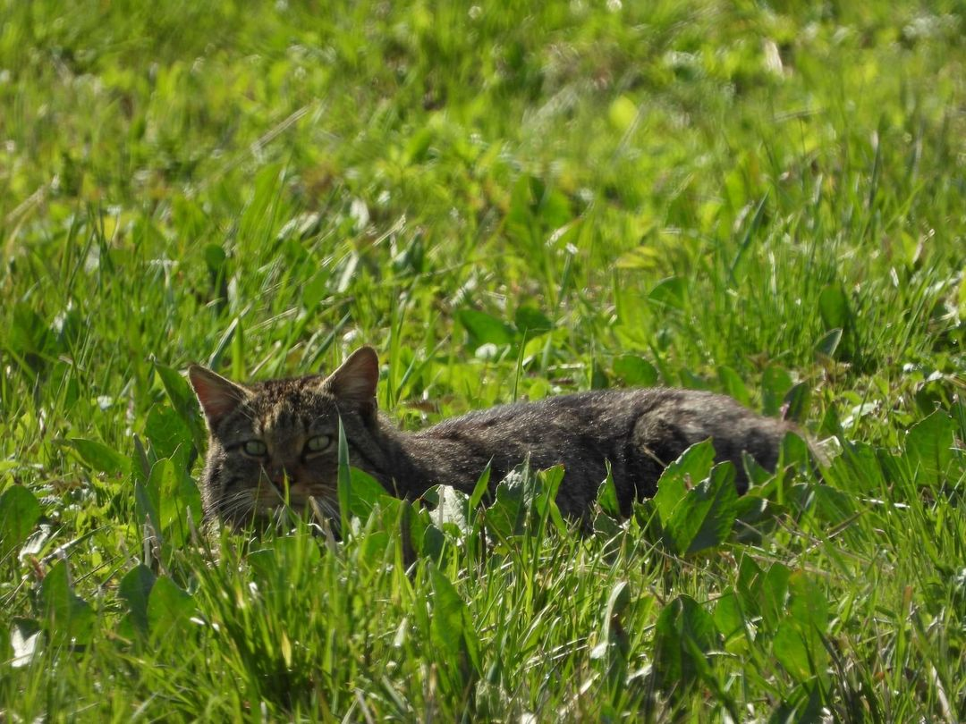 livebirdspoland_64b6c340b89ae0fef5b856790a97678a.png