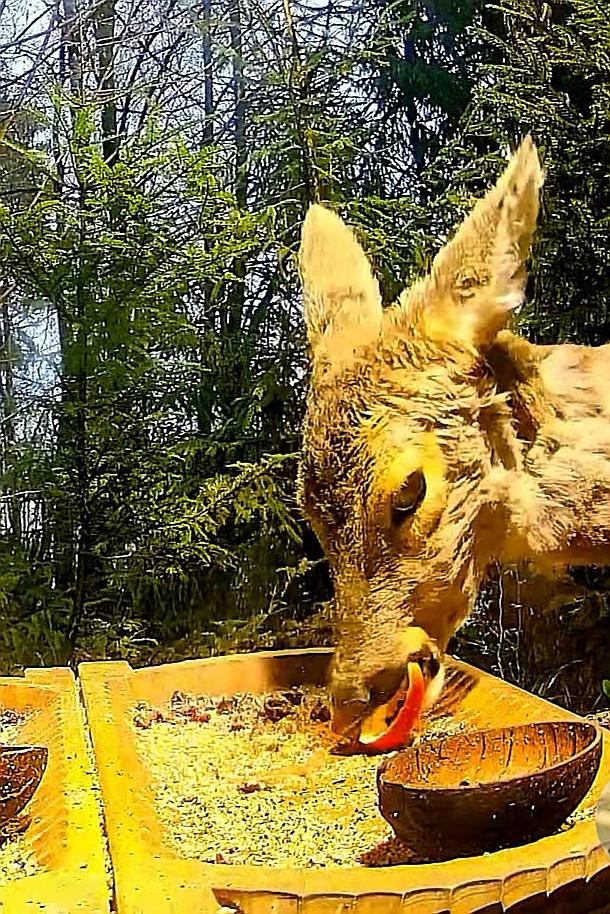 livebirdspoland_3a2f37d6b6fb22fb18e1088e1dfda75e.jpg