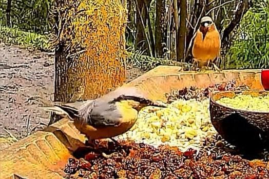 livebirdspoland_4696ce3aadd94b5ff6c592f3cbf59422.jpg