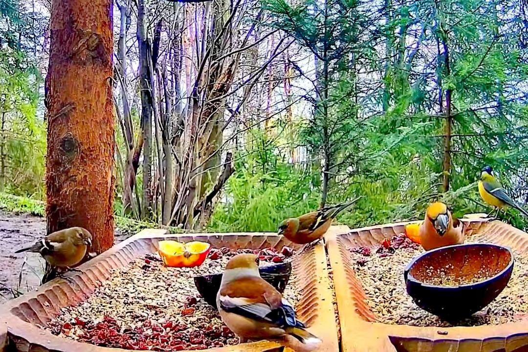 livebirdspoland_1c831e1d19b4f9b193350a1787f96106.jpg