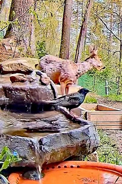 livebirdspoland_ced43e6ed5c5d2e856eed7a065466903.jpg