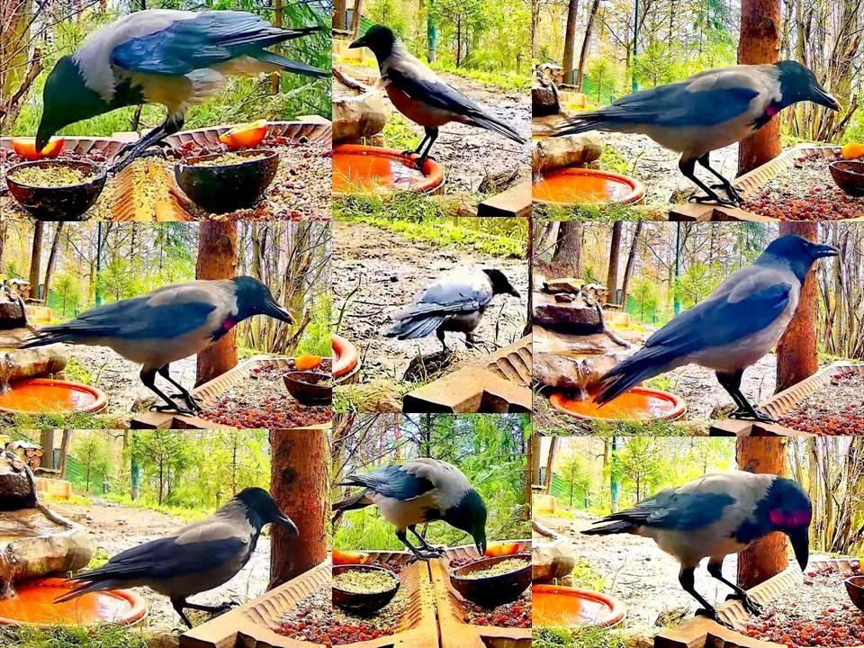 livebirdspoland_c87104dcb183f30bd0dcd33afb8efa88.jpg