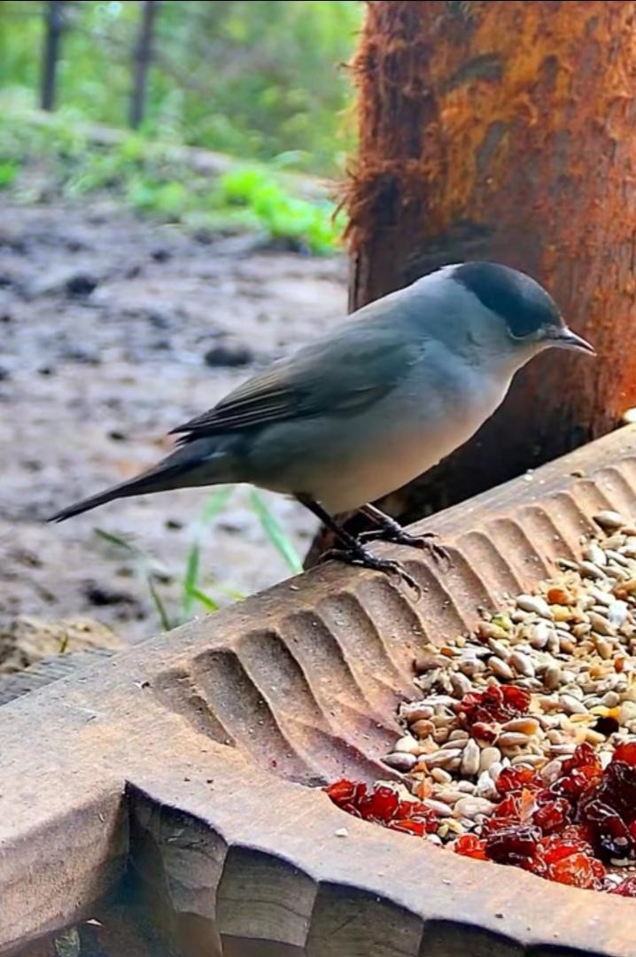 livebirdspoland_ad6214f6def276d00fac49fd0b4ae328.jpg