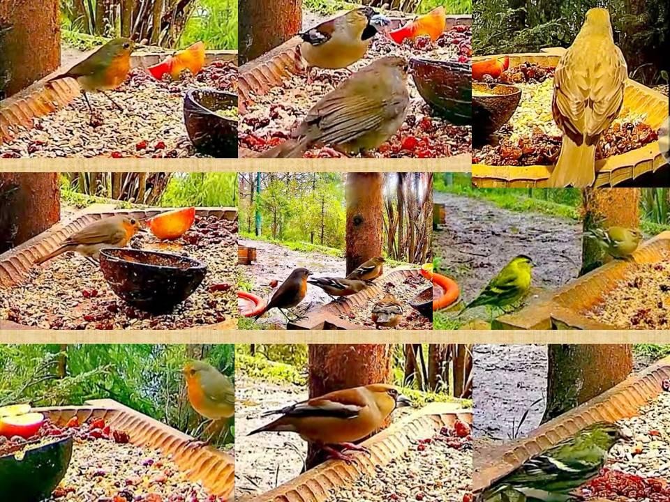 livebirdspoland_bd430c31a758331351e43af748a05f6a.jpg