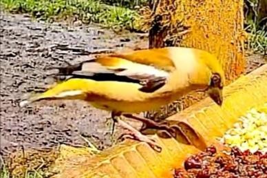 livebirdspoland_4e9238d0b5540a9e53b091cc7fb2ec66.jpg