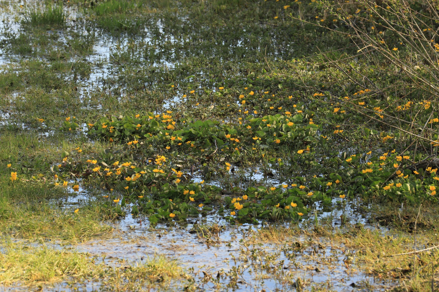 livebirdspoland_ba3e507b5945d9a9792fcda2e3687a78.png
