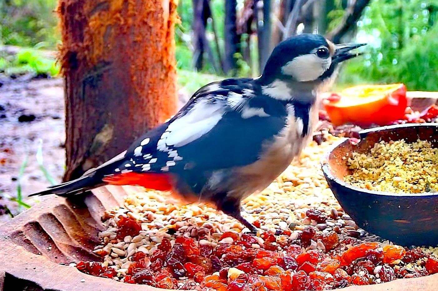 livebirdspoland_d294533a26065cbab456a0495f8081ff.jpg