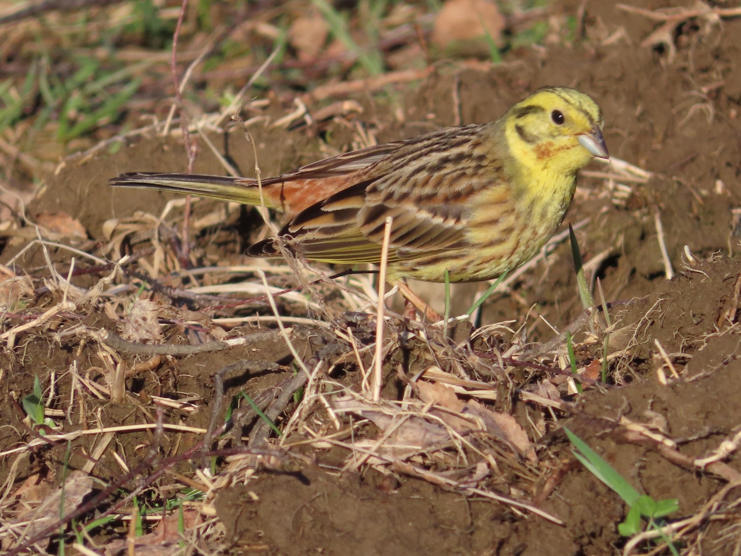 livebirdspoland_3beedde88c324da0bb3c1b44eea1026b.jpg