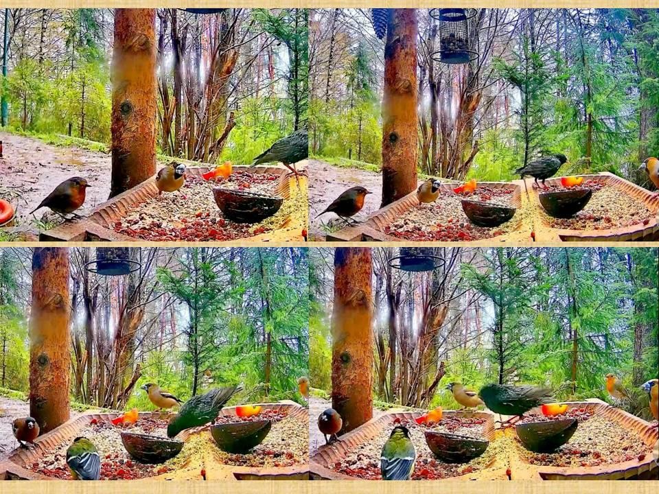 livebirdspoland_e3e97c69a2a9d6818309dd6431a7c6a6.jpg